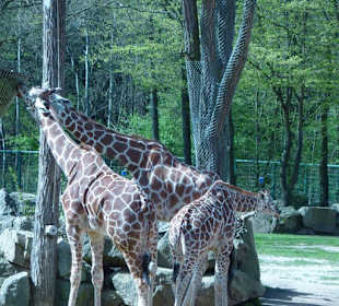 Giraffen