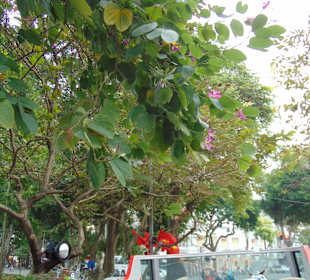 Hanoi City Tour (Sightseeing Bus)