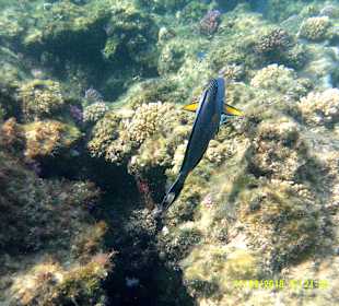 Schnorcheln Marsa Alam