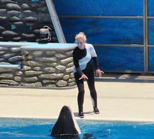 Killerwalvorführung