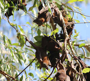 Windjana Gorge - Flughunde