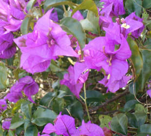 Jardim de São Martinho