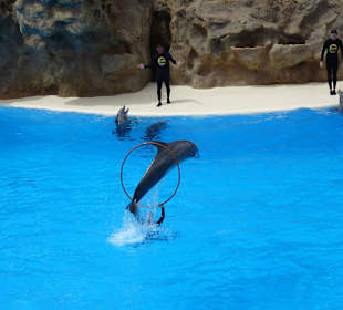 Arbeiten mit den Delfinen