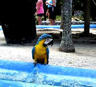 Manati park, Pappagai