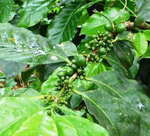 Kaffee im Nationalpark Guanayara