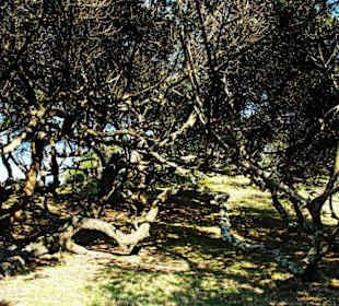 Der Mangrovenwald by Martina Stoecker