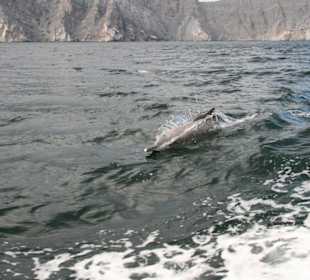 Oman, Musandam, Fjord Khor Ash Sham