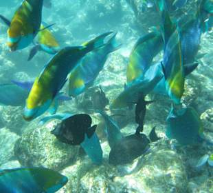 Tolle Unterwasserwelt