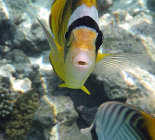 Ups, ich wurde wohl entdeckt 