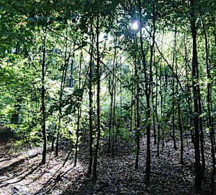 Wandern Halle (Westfalen)