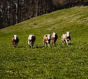 Wandern Truchtlaching