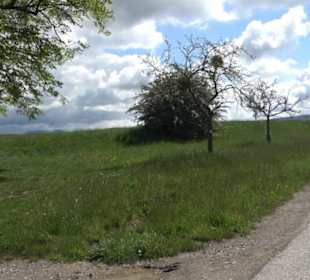 Naturdenkmal Klafertlinde