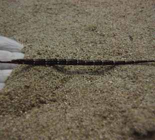 Tauchschule Merlin Sosua