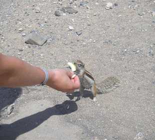 Streifenhörnchen bei La Pared