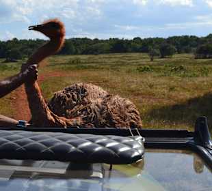 Safari in Cayo Saetía