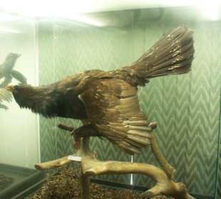 Ekspozycje w muzeum przyrodniczym