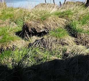 Abbrüche des Moores durch die Flut