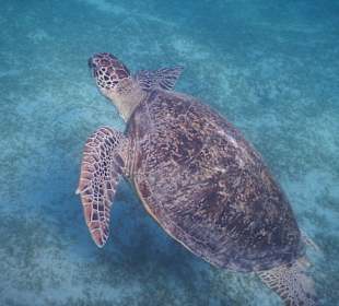 Viele Schildkröten