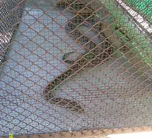 Snake Show Central Pattaya Thailand, Banglamung