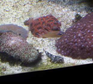 Aquarium Berlin