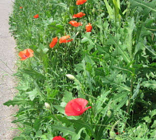 Mohnblumen am Rand des Rettichfestes