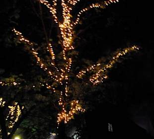 In der Altstadt LED-Bäume