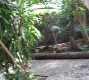 Zoo Heidelberg