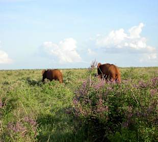 Die roten Elefanten von Tsavo Ost
