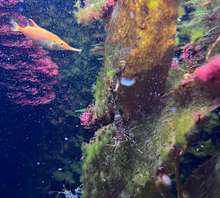 Aquazoo Löbbecke Museum Düsseldorf