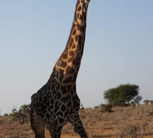 Giraffe