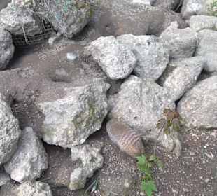 Südamerika Bereich - Zebramanguste