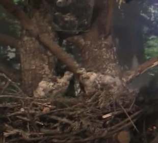 Naturhistorisches Museum