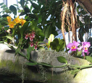 United States Botanic Garden in Washington D.C.