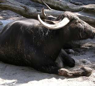 Augsburger Zoo