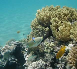 Rotes Meer, Picassodrücker