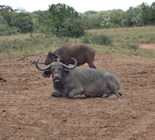 Tiere im Park