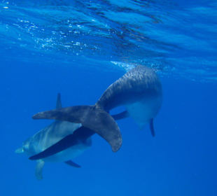 Delfine im offenen Meer