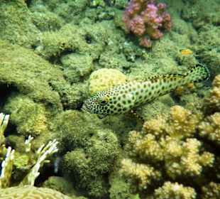 Schnorcheln Lahami 2013