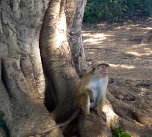 Affe auf der Udawalawe Safari