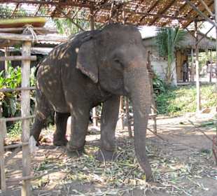 Elefanten Camp auf Koh Chang Thailand