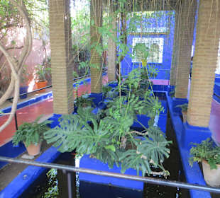 Eindrücke aus dem Jardin Majorelle Garten