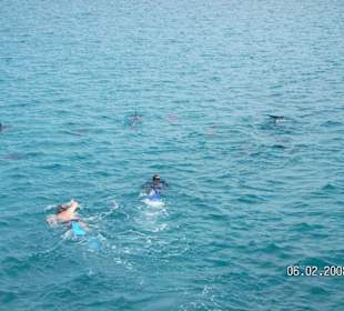 Ausflug - Delfinsuche