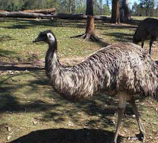 Emu