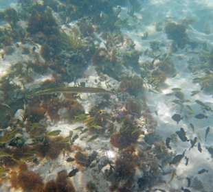 Schnorcheln Saint Ann's Bay