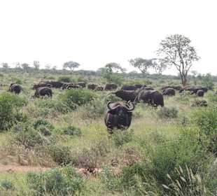 Riesen Herde Wasserbüffel
