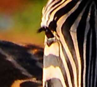 Zebra