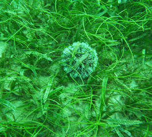 Tauchen am Wrack der Fähre in der Bucht Samana