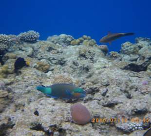 Papageienfisch