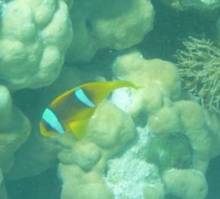 Nemo lässt grüssen