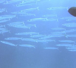 Schnipp schnapp Barrakudas